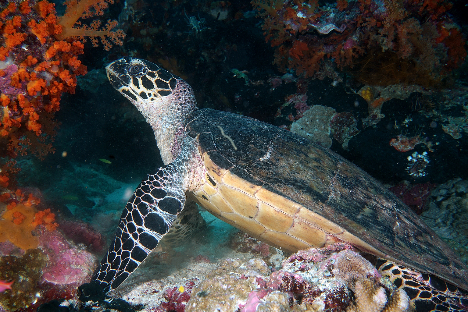 Banda Sea 2018 - DSC06102_rc - Eretmochelys imbricata - Turtle - Tortue imbriquee.jpg